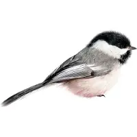 Kek Amsterdam Muursticker Chickadee 13x6 cm