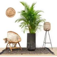 Green bubble Combi deal -Dypsis Lutescens (Areca palm) inclusief vaas Elisa Mystic - 190cm