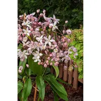 PM Clematis arm. 'Apple Blossom' 70- 80cm - 2 stuks - wit roze bloemen - klimplant - in pot