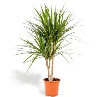 Hello Plants Dracaena Marginata Drakenbloedboom - Ø 17 cm - Hoogte: 70 cm - Palm Kamerpalm