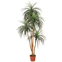 Intergard Kunstplanten Nolina 185cm