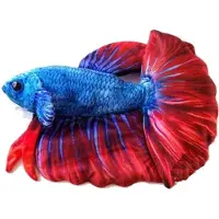 CeramicNature Beta Fish Plush 14x7x17 Cm Blauw Rood Wit