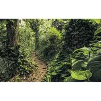 Komar Vliesbehang Digitale print vlies - Path of Dreams - Afmeting 400 x 250 cm (1 stuk)