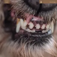 Konkurrent Blanck Mass - World Eater (LP) (Coloured Vinyl) (Limited Edition)