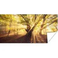 PosterMonkey Poster Boom - Bos - Zon - 160x80 cm