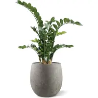 Maxifleur Kunstplanten Zamioculcas kunstplant 100cm