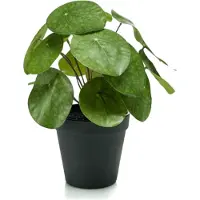 Emerald Pilea bush 22 cm/17lvs in black pot