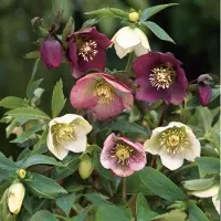 GP 25 x Oosters Nieskruid Paars|Rood - Bloeiende Vaste Plant - Helleborus orientalis in 9x9cm pot met hoogte 5-10cm