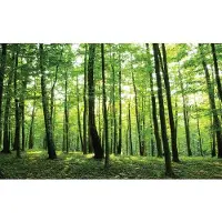Consalnet Fotobehang GROEN BOS