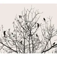 Consalnet Vogeltjes in Boom Fotobehang XXL - 368 x 254 cm - Zwart/Wit