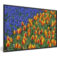 PosterMonkey Fotolijst incl. Poster - Tulpen en druivenhyacinten bij de Keukenhof in Nederland - 120x80 cm - Posterlijst
