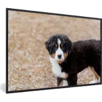 MuchoWow Fotolijst incl. Poster - Berner Sennenhond puppy in de ochtend - 60x40 cm - Posterlijst