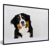 MuchoWow Fotolijst incl. Poster - Portretfoto van een Berner Sennenhond - 60x40 cm - Posterlijst