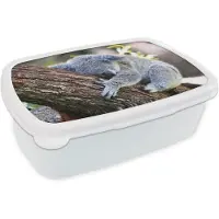 MuchoWow Broodtrommel Wit - Lunchbox - Brooddoos - Koala - Boomstam - Knuffel - Kids - Jongens - Meiden - 18x12x6 cm - Volwassenen