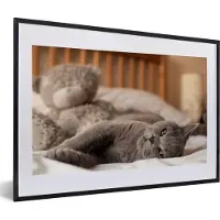 PosterMonkey Fotolijst incl. Poster - Grijze Amerikaanse Korthaar die op bed ligt - 60x40 cm - Posterlijst