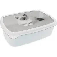 MuchoWow Broodtrommel Wit - Lunchbox - Brooddoos - Kat - Ragdoll Kat - Blauw - Meisjes - Kinderen - Jongens - Kindje - 18x12x6 cm - Volwassenen