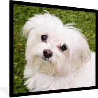 PosterMonkey Fotolijst incl. Poster - Maltezer hond kijkt naar boven - 40x40 cm - Posterlijst
