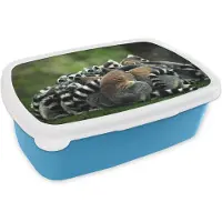 MuchoWow Broodtrommel Blauw - Lunchbox - Brooddoos - Apen - Ringstaartmaki's - Bos - 18x12x6 cm - Kinderen - Jongen