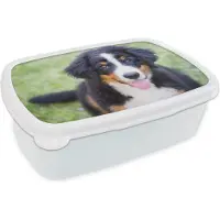 MuchoWow Broodtrommel Wit - Lunchbox - Brooddoos - Berner Sennenhond op het groene gras - 18x12x6 cm - Volwassenen