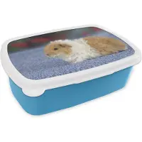 MuchoWow Broodtrommel Blauw - Lunchbox - Brooddoos - Texel cavia - 18x12x6 cm - Kinderen - Jongen