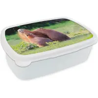 MuchoWow Broodtrommel Wit - Lunchbox - Brooddoos - Een familie Capibara's in een groen gebied - 18x12x6 cm - Volwassenen
