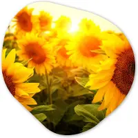 MuchoWow Organische wanddecoratie 60x60 cm - Organisch schilderij Zonnebloem - Geel - Bloemen - Zon - Muurdecoratie woonkamer - Kamer decoratie - Schilderijen - Muurcirkel aesthetic