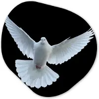 MuchoWow Organische wanddecoratie 60x60 cm - Organisch schilderij Duif - Vogel - Zwart - Wit - Portret - Muurdecoratie woonkamer - Kamer decoratie - Schilderijen - Muurcirkel aesthetic