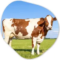 MuchoWow Organische wanddecoratie 90x90 cm - Organisch schilderij Koeien - Boerderij - Gras- Natuur - Dieren - Muurdecoratie woonkamer - Kamer decoratie - Schilderijen - Muurcirkel aesthetic