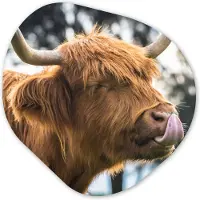 MuchoWow Organische wanddecoratie 40x40 cm - Organisch schilderij Schotse hooglander - Koe - Lente - Dieren - Muurdecoratie woonkamer - Kamer decoratie - Schilderijen - Muurcirkel aesthetic