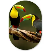 MuchoWow Muurovaal 40x60 cm - Ovale wanddecoratie Vogels - Toekan - Tak - Dieren - Regenboog - Ovalen schilderij - Muurdecoratie woonkamer - Kamer decoratie - Schilderijen - Wandcirkel