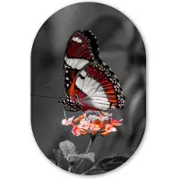 MuchoWow Muurovaal 60x90 cm - Ovale wanddecoratie Vlinder - Dieren - Bloemen - Zwart wit - Oranje - Ovalen schilderij - Muurdecoratie woonkamer - Kamer decoratie - Schilderijen - Wandcirkel