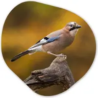 MuchoWow Organische wanddecoratie 60x60 cm - Organisch schilderij Vogel - Tak - Vlaamse gaai - Muurdecoratie woonkamer - Kamer decoratie - Schilderijen - Muurcirkel aesthetic