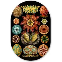 MuchoWow Muurovaal 80x120 cm - Ovale wanddecoratie Vintage - Ernst Haeckel - Zeedier - Natuur - Zee - Kunst - Ovalen schilderij - Muurdecoratie woonkamer - Kamer decoratie - Schilderijen - Wandcirkel