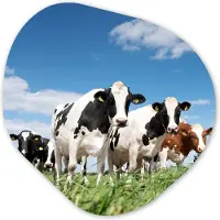 MuchoWow Organische wanddecoratie 40x40 cm - Organisch schilderij Koeien - Platteland - Weiland - Natuur - Dieren - Muurdecoratie woonkamer - Kamer decoratie - Schilderijen - Muurcirkel aesthetic