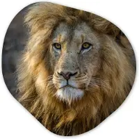 MuchoWow Organische wanddecoratie 90x90 cm - Organisch schilderij Leeuw - Portret - Wild - Muurdecoratie woonkamer - Kamer decoratie - Schilderijen - Muurcirkel aesthetic