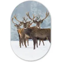 MuchoWow Muurovaal 40x60 cm - Ovale wanddecoratie Hert - Dieren - Sneeuw - Winter - Landschap - Natuur - Ovalen schilderij - Muurdecoratie woonkamer - Kamer decoratie - Schilderijen - Wandcirkel