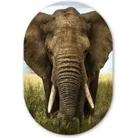MuchoWow Muurovaal 40x60 cm - Ovale wanddecoratie Olifant - Natuur - Gras - Dieren - Landschap - Ovalen schilderij - Muurdecoratie woonkamer - Kamer decoratie - Schilderijen - Wandcirkel