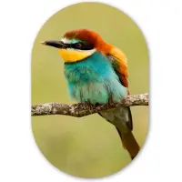 MuchoWow Muurovaal 40x60 cm - Ovale wanddecoratie Vogel - Bijeneter - Dieren - Ovalen schilderij - Muurdecoratie woonkamer - Kamer decoratie - Schilderijen - Wandcirkel