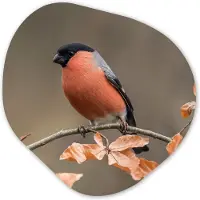 MuchoWow Organische wanddecoratie 60x60 cm - Organisch schilderij Vogel - Bladeren - Herfst - Goudvink - Muurdecoratie woonkamer - Kamer decoratie - Schilderijen - Muurcirkel aesthetic