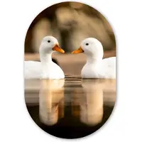 MuchoWow Muurovaal 60x90 cm - Ovale wanddecoratie Eend - Wit - Dieren - Water - Vogel - Eenden - Ovalen schilderij - Muurdecoratie woonkamer - Kamer decoratie - Schilderijen - Wandcirkel