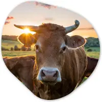 MuchoWow Organische wanddecoratie 90x90 cm - Organisch schilderij Koeien - Zon - Weiland - Platteland - Muurdecoratie woonkamer - Kamer decoratie - Schilderijen - Muurcirkel aesthetic
