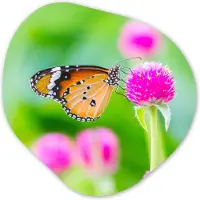 MuchoWow Organische wanddecoratie 40x40 cm - Organisch schilderij Landelijk - Vlinder - Distel - Bloem - Muurdecoratie woonkamer - Kamer decoratie - Schilderijen - Muurcirkel aesthetic
