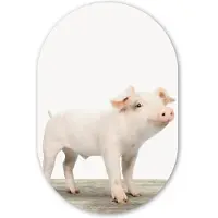 MuchoWow Muurovaal 40x60 cm - Ovale wanddecoratie Varkentje - Big - Dieren - Roze - Jongens - Meisjes - Kinderen - Ovalen schilderij - Muurdecoratie woonkamer - Kamer decoratie - Schilderijen - Wandcirkel
