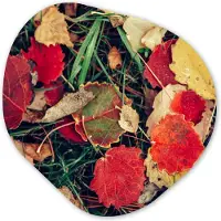 MuchoWow Organische wanddecoratie 60x60 cm - Organisch schilderij Bladeren - November - Herfst - Natuur - Muurdecoratie woonkamer - Kamer decoratie - Schilderijen - Muurcirkel aesthetic