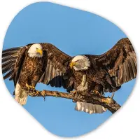 MuchoWow Organische wanddecoratie 40x40 cm - Organisch schilderij Vogel - Takken - Arend - Roofvogels - Lucht - Muurdecoratie woonkamer - Kamer decoratie - Schilderijen - Muurcirkel aesthetic