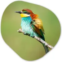 MuchoWow Organische wanddecoratie 60x60 cm - Organisch schilderij Vogel - Dieren - Bijeneter - Muurdecoratie woonkamer - Kamer decoratie - Schilderijen - Muurcirkel aesthetic