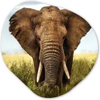 MuchoWow Organische wanddecoratie 90x90 cm - Organisch schilderij Afrikaanse olifant vooraanzicht - Muurdecoratie woonkamer - Kamer decoratie - Schilderijen - Muurcirkel aesthetic