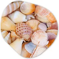 MuchoWow Organische wanddecoratie 60x60 cm - Organisch schilderij Schelpen - Strand - Zomer - Oranje - Muurdecoratie woonkamer - Kamer decoratie - Schilderijen - Muurcirkel aesthetic