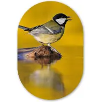 MuchoWow Muurovaal 60x90 cm - Ovale wanddecoratie Koolmees - Vogel - Water - Ovalen schilderij - Muurdecoratie woonkamer - Kamer decoratie - Schilderijen - Wandcirkel