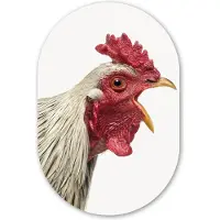 MuchoWow Muurovaal 60x90 cm - Ovale wanddecoratie Haan - Dieren - Boerderijdieren - Jongens - Kinderen - Meiden - Ovalen schilderij - Muurdecoratie woonkamer - Kamer decoratie - Schilderijen - Wandcirkel